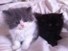 gatitos persas - mejor precio | unprecio.es