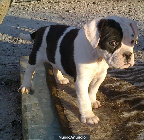 Preciosa Cachorra Bulldog Americano
