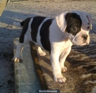 Preciosa Cachorra Bulldog Americano - mejor precio | unprecio.es