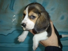 PRECIOSA CAMADA DE BEAGLES TRICOLOR, CON PEDIGREE 350€ - mejor precio | unprecio.es