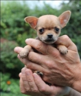 Preciosos cachorros de Chihuahua de tamaño minis - mejor precio | unprecio.es