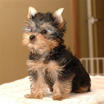 REGALO CACHORROS TOY , DE YORKSHIRE TERRIER,