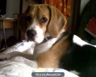 Regalo perrita Beagle - mejor precio | unprecio.es