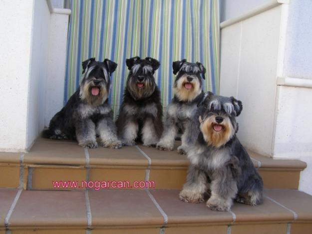 Schnauzer miniatura negro y plata