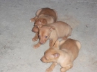 vendo podencos - mejor precio | unprecio.es