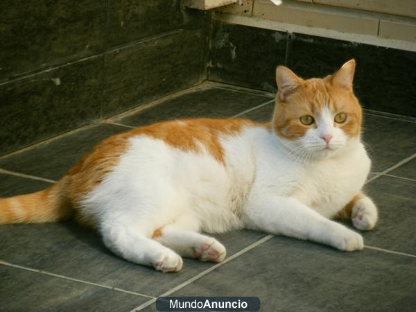 dono gato de 4 años