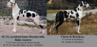 Cachorros Dogo Alemán Arlequín - mejor precio | unprecio.es