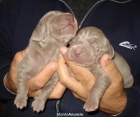 Weimaraner de ensueño. MIRALOS no te arrepentiras. - mejor precio | unprecio.es