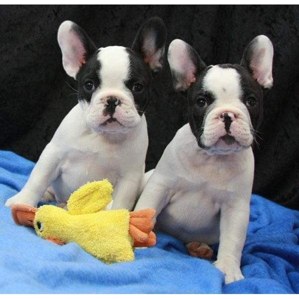 Cachorros Bulldog Frances  100