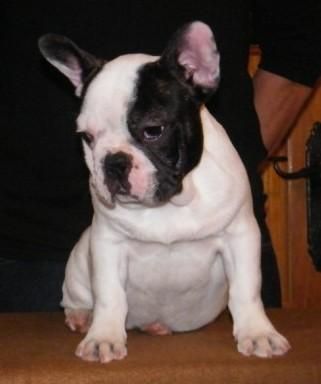 Cachorros de Bulldog Francés
