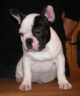 Cachorros de Bulldog Francés - mejor precio | unprecio.es