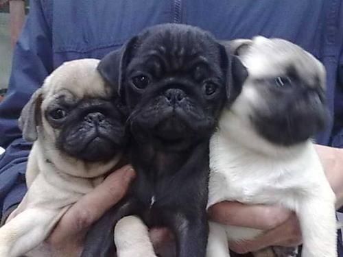 CARLINO CACHORROS