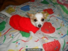 CHIHUAHUA busca novio para tener bebés - mejor precio | unprecio.es