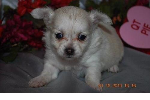 Chihuahua macho de 1 mes