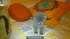 GATITO SCOTTIHS FOLD - mejor precio | unprecio.es
