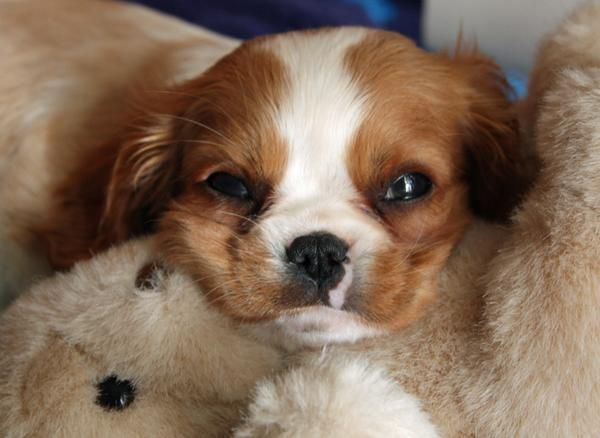 hermosa Cavalier King Charles Cachorro ...