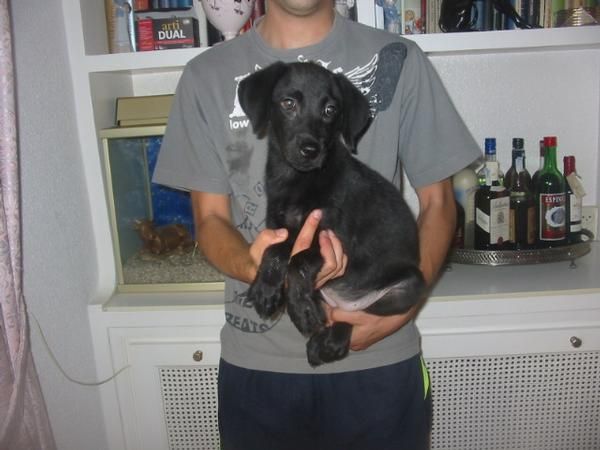 LABRADORES