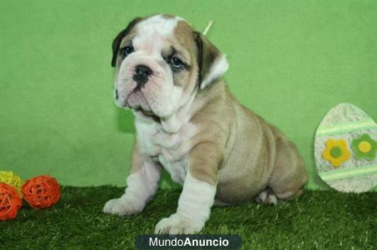 Preciosos bulldog ingles ¡buen precio!