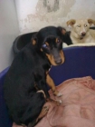 --------------------------- PINSCHER --------------------- TITO: Un ser especial - mejor precio | unprecio.es