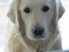 Cachorro macho golden retriever - mejor precio | unprecio.es