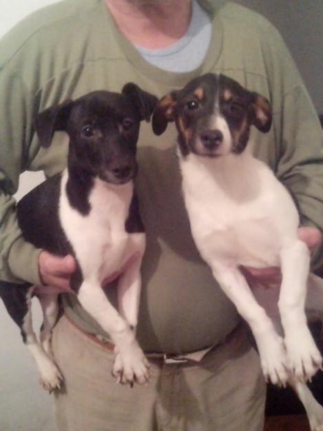 cachorros bodeguero