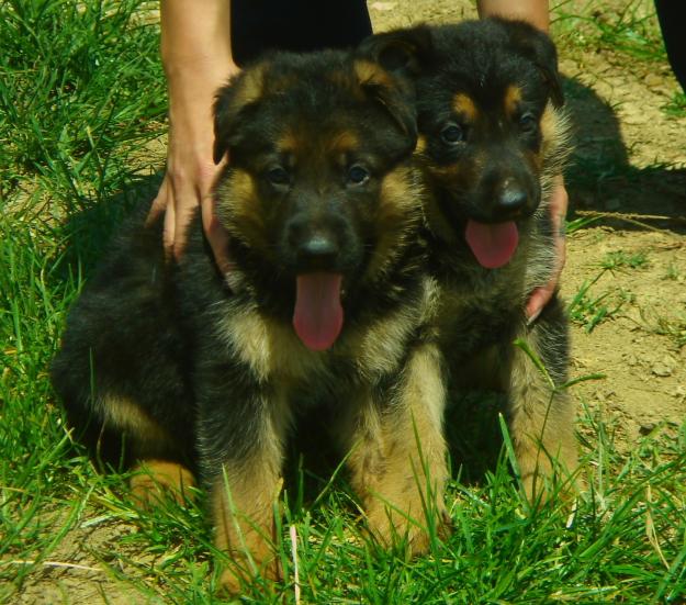 Cachorros de pastor aleman en girona
