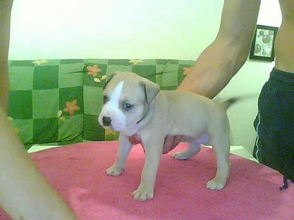 ecelente cachorrita de pictbull bulison