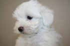 Excelentes Bichon Maltes,(Maltes) con pedigree - mejor precio | unprecio.es