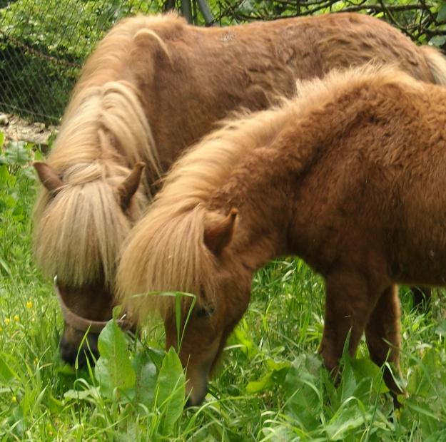 PONY SHETLAND HEMBRA + SU POTRO DE 1 AÑO