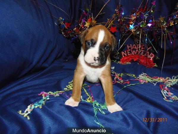 Regalo cachorros boxer