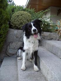 se ofrece macho border collie para monta