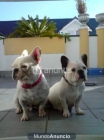 Vendo pareja de Bulldog Frances inseparables - mejor precio | unprecio.es