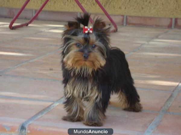 Yorkshire hembra,tamaño toy,linea Coramonte,7 meses.