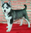 ¡Husky, garantia veterinaria! - mejor precio | unprecio.es