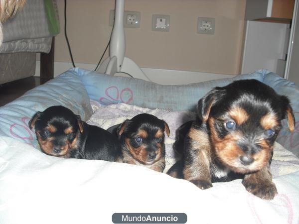 Cachorritos de york shire