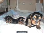 Cachorritos de york shire - mejor precio | unprecio.es