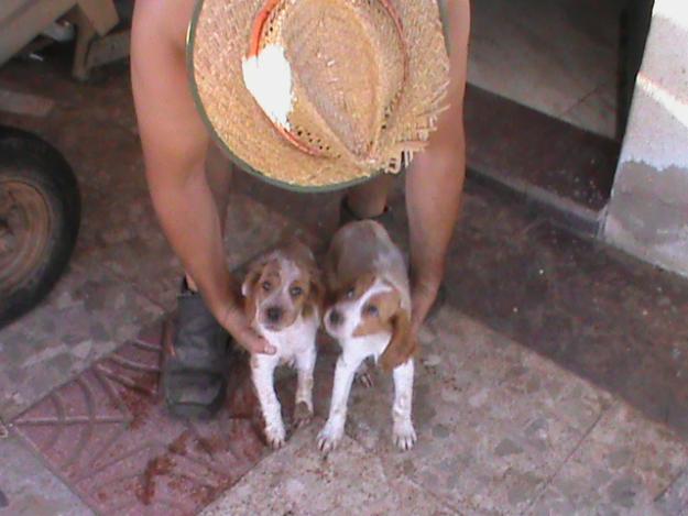 cachorros de breton