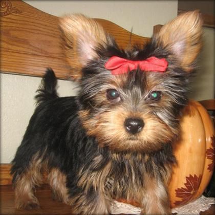 Camada Yorkshire Terrier Minis 125  Transportes Incluidos