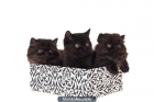 Gatos persas, negros muy chatitos y con mucho pelo. - mejor precio | unprecio.es