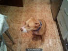 Regalo American Pitbull hembra - mejor precio | unprecio.es
