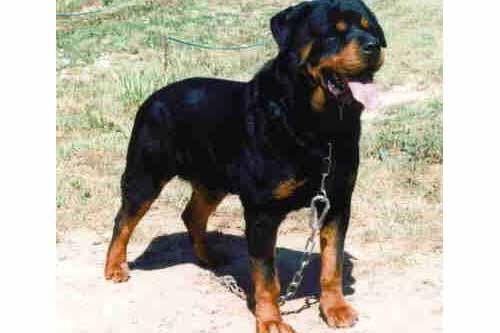 Rottweiler cachorros 295