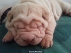 SHARPEI ECONOMICOS - mejor precio | unprecio.es
