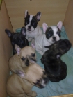 vendo cachorros de bulldog frances - mejor precio | unprecio.es