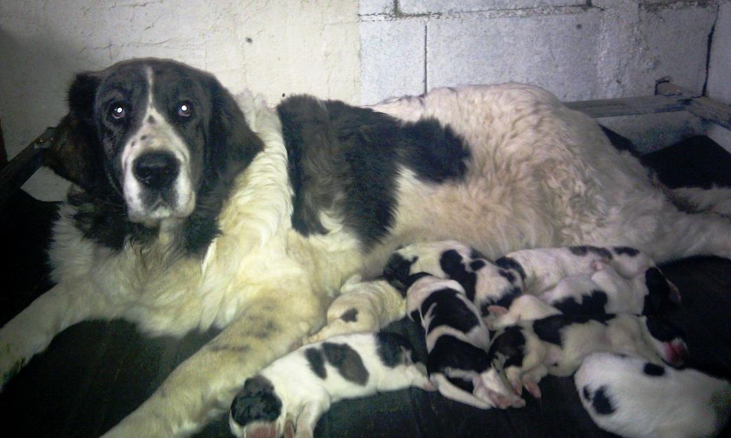 Cachorros mastín del pirineo