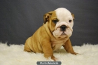 bulldog ingles de pura raza, cachorritos al mejor precio - mejor precio | unprecio.es