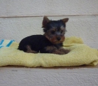 Cachorritos preciosos de Yorkshire mini - mejor precio | unprecio.es
