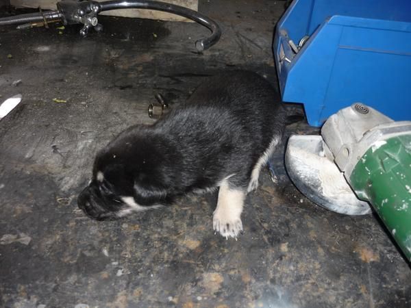 CACHORROS RAZA PEQUEÑA
