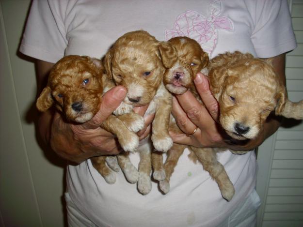 CHIHUAHUAS PRECIOSOS