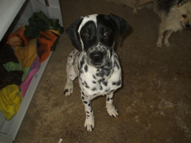 En la perrera NALA, preciosa cachorra de dálmata