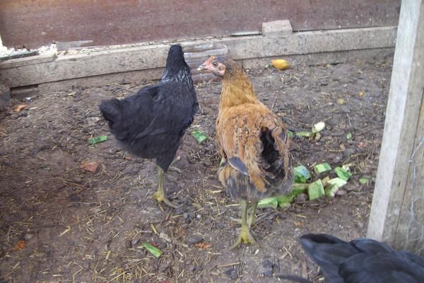 gallinas andaluzas sureñas 5 meses